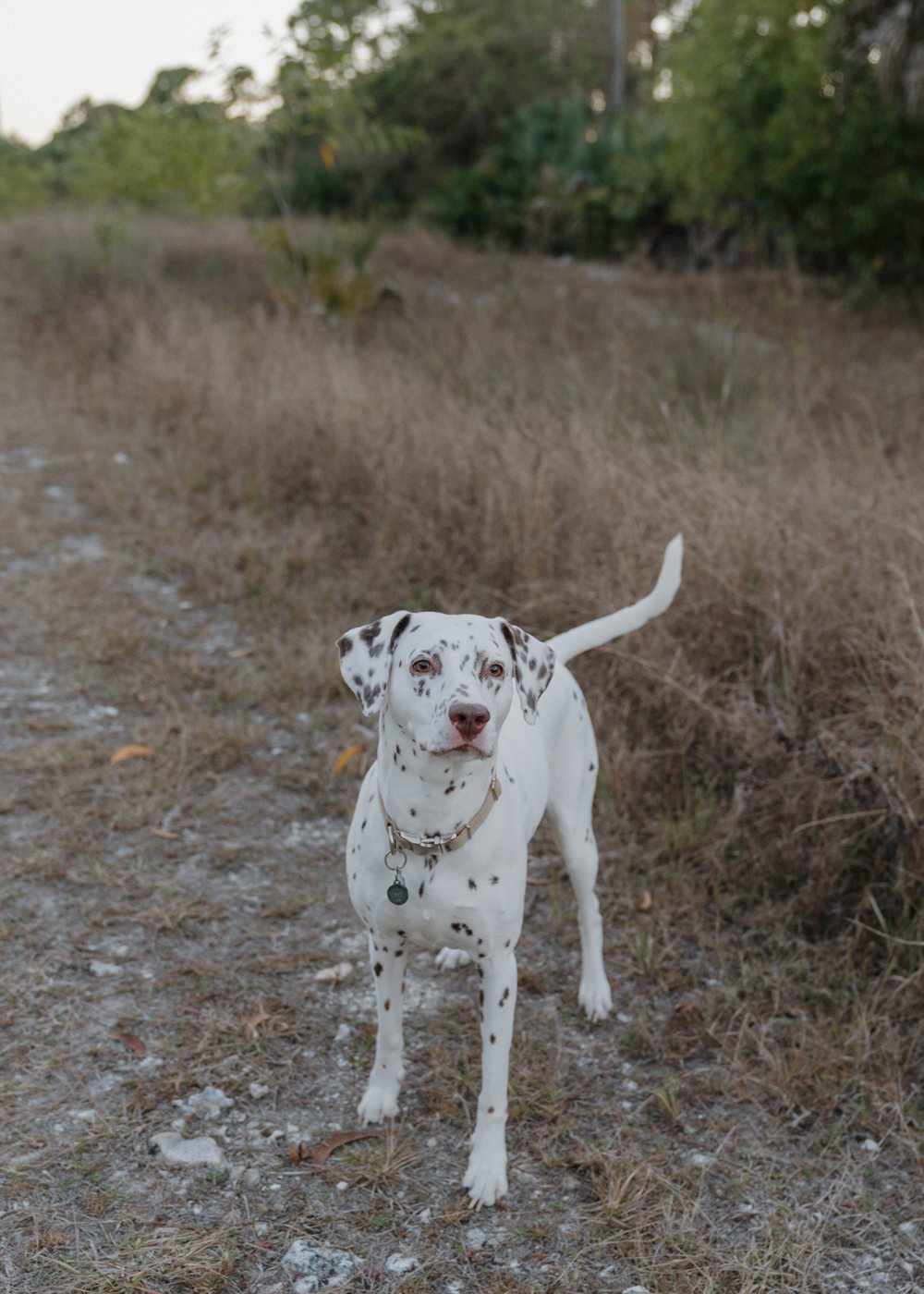 Stella, the Dalmatian
